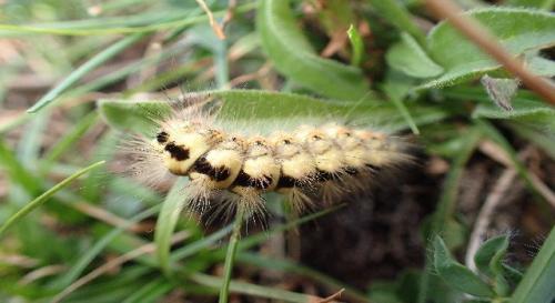 Réf. 188 552 : Acronicta euphorbiae